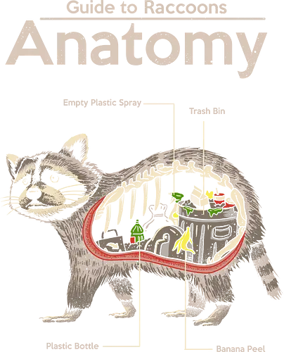 Anatomy of a Raccoon - raccoon, waschbär, thief, dieb, trash, cute, bandit, animal, niedlich, süß